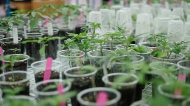 Büyümenin farklı aşamalarındaki marihuana klonlarını geri çek - yasal marihuana konsepti