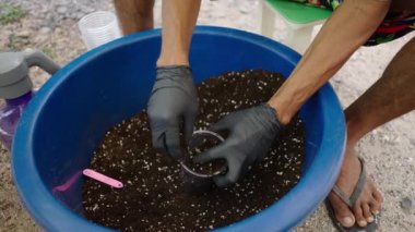 Nakilden sonra toprağı otla doldurmak ve ardından nem vermek - yasal marihuana kavramı