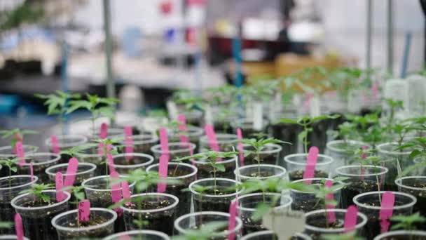 Indoor Marijuana Plantation Full Clones Greenhouse Legal Marihuana Concept — Stock Video