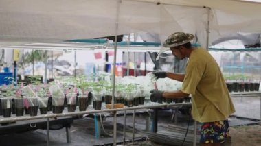 Thai ot çiftçisi klon köklerinin kalitesini kontrol ediyor - yasal marihuana kavramı