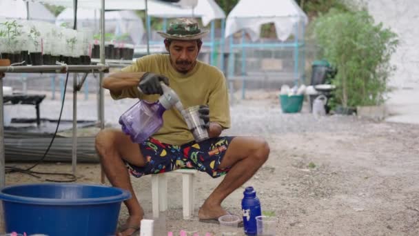 Jardinier Thaïlandais Arrosant Des Clones Marihuana Concept Légal Marihuana — Video