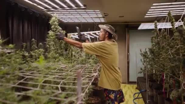 Att Bild Stor Marijuana Blomma Inomhus Ogräsplantering Juridisk Marijuana Koncept — Stockvideo