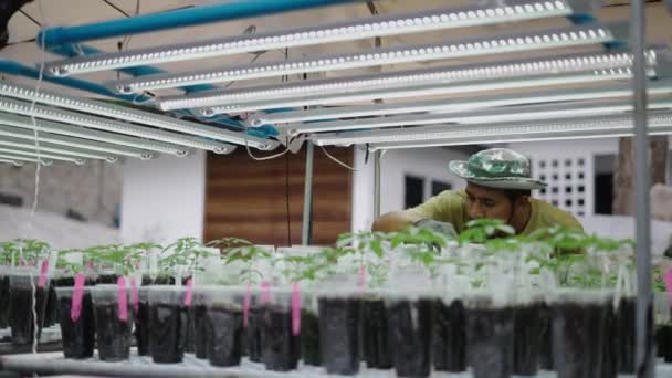 Agricoltore Asiatico Che Prende Cura Dei Cloni Una Piantagione Marijuana — Video Stock