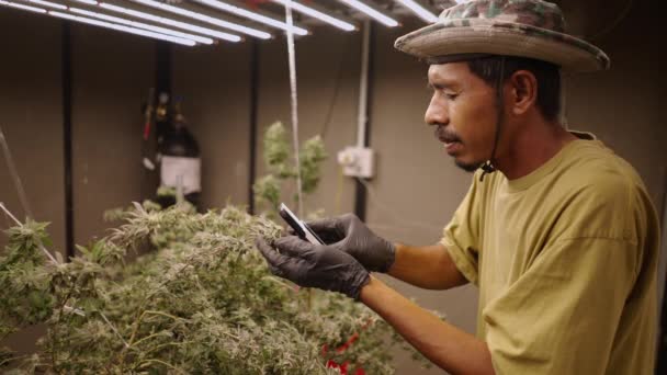 泰国农民使用放大镜测量海带植物成熟阶段 法定海带植物概念 — 图库视频影像