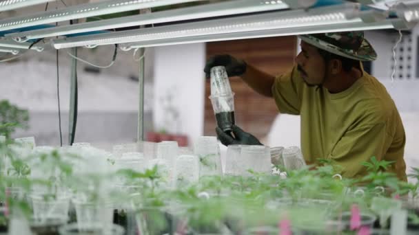 Farmer Checking Marihuana Clones Health Legal Marihuana Concept — Stock Video