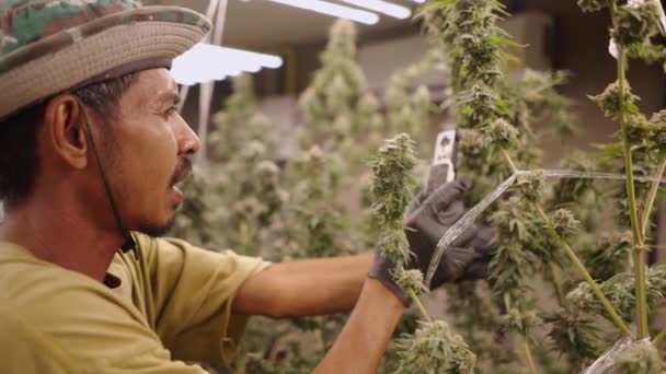 Asiatischer Arbeiter Überprüft Reifegrad Einer Indoor Heilpflanze Legales Marihuana Konzept — Stockvideo