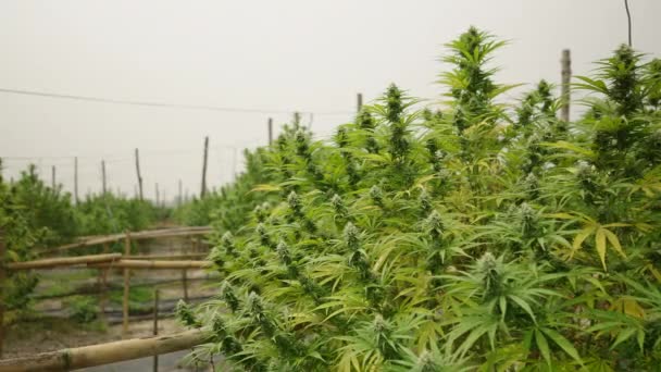 Disegno Grumo Piante Marijuana Una Stanza Coltivazione Legale — Video Stock