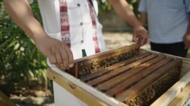 İki Asyalı arı yetiştiricisi, Tayland 'da kutudan arı panelleri çıkarıyor. Ekoloji konsepti.