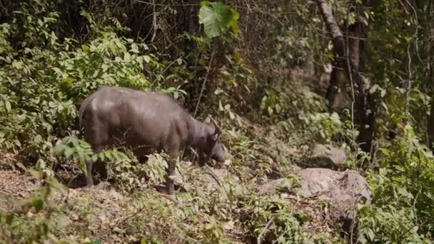 Bubalus Bubalis Dagtid Promenader Genom Skog Thailand Vilt — Stockvideo