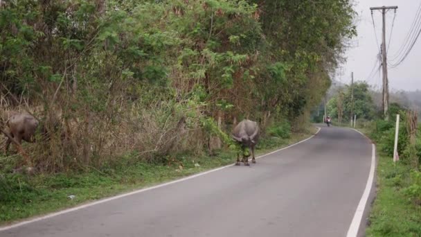 摩托车驶过时 一头牛在树枝上咀嚼着 — 图库视频影像