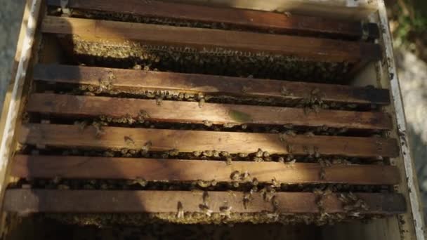 Draufsicht Auf Einen Kasten Voller Bienen Mit Paneelen Inneren Ökologisches — Stockvideo