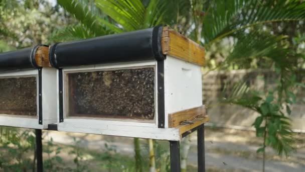 蜜蜂在其他蜜蜂产蜜的盒子里飞来飞去 生态学概念 — 图库视频影像