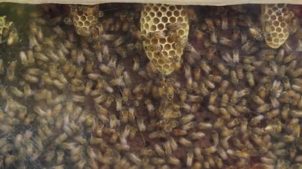 Large Swarm Bees Producing Honey Box Ecology Concept — Stock Video