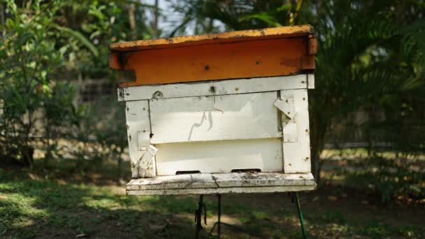 仍在拍摄一盒白色和橙色的养蜂箱 生态学概念 — 图库视频影像