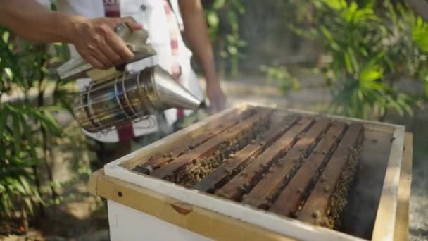 Tunnistamaton Mies Puhaltaa Savua Ulos Laatikosta Mehiläisten Ekologia Käsite — kuvapankkivideo