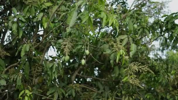 Plan För Ett Mangoträd Med Olika Mangofrukter Djurliv — Stockvideo