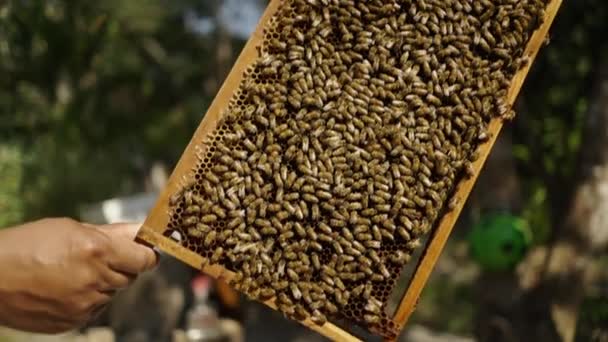 Nsan Elleri Tayland Bir Çiftlikteki Arıları Gösteriyor Ekoloji Kavramı — Stok video
