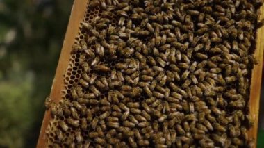 Chiang Mai 'deki bir çiftlikte arılarla dolu arıcılık panelini kapat - Ekoloji konsepti