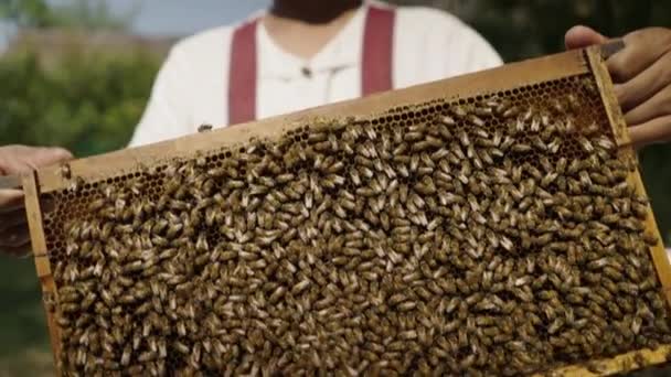 Arılar Tayland Bir Erkeğin Elinde Tutuluyor Ekoloji Konsepti — Stok video
