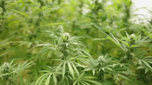 Rośliny Marihuany Napędzane Wiatrem Szklarni Legal — Wideo stockowe