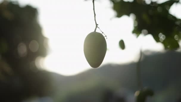Mango Visící Stromě Při Západu Slunce Thajsku Divoká Zvěř — Stock video