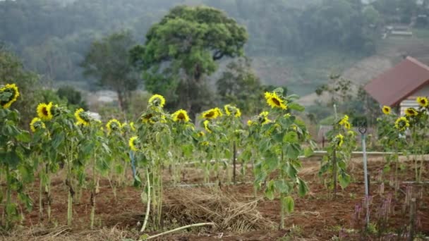 Plan Eines Sonnenblumenfeldes Inmitten Eines Bergwaldes Landleben — Stockvideo