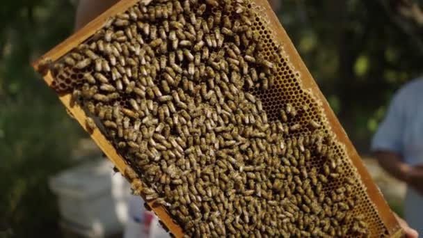 一盘从养蜂箱里取出的蜜蜂和一个男人指着它 生态学概念 — 图库视频影像