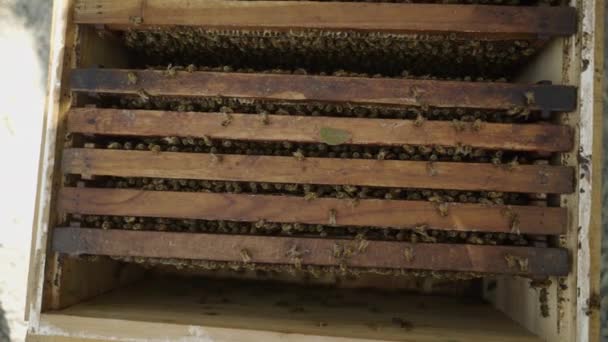 Arıcılık Kutusundaki Bir Çok Arıyı Görmek Ekoloji Konsepti — Stok video