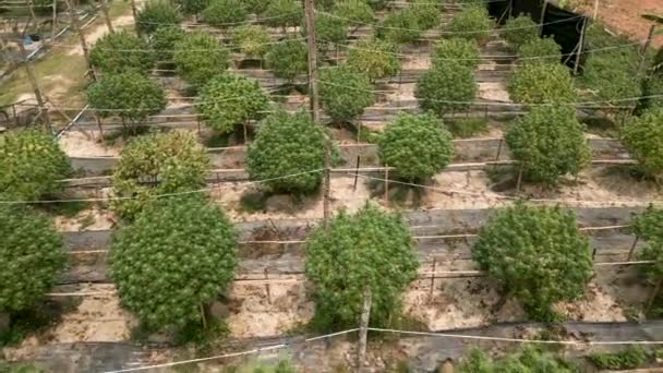 Schuss Auf Einige Marihuanapflanzen Einem Feld Legal — Stockvideo