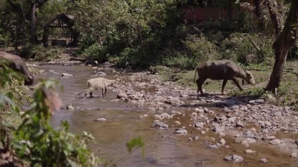 Familia Búfalos Cruza Río Aldea Tailandesa Vida Silvestre — Vídeo de stock