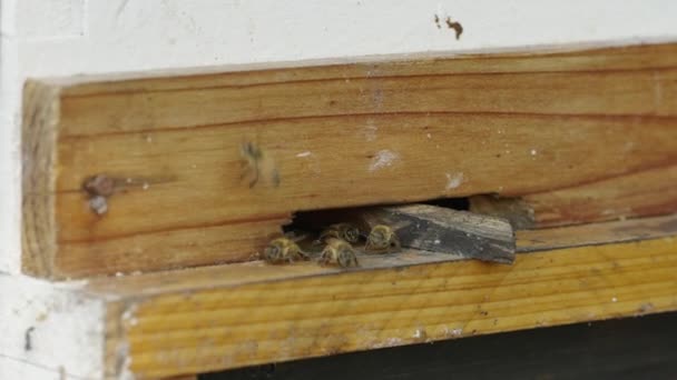 Méhek Csoportja Járkál Egy Lyukba Ökológia Koncepció — Stock videók