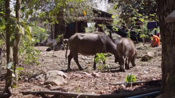 Par Bubalus Bubalis Pastan Huerto Tailandia Vida Silvestre — Vídeo de stock