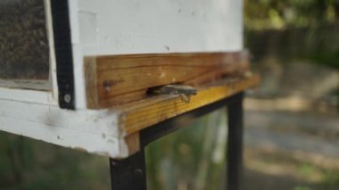 Birkaç arı uçup gidiyor ve bazıları da geri kalanıyla birlikte kutunun içine giriyor.