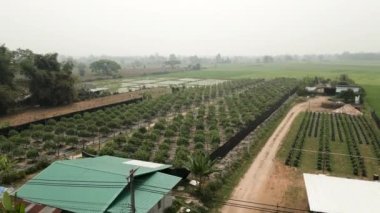 Açık hava marihuana yetiştirme sahasının havadan görünüşü -