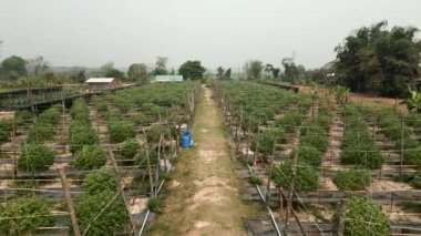 Organize marihuana bitkilerinin en üst görünümü - Yasal