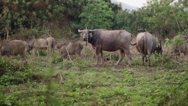 Eine Herde Bubalus Bubalis Frisst Gras Wanderer — Stockvideo