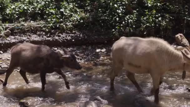 Мать Bubalus Bubalis Теленок Пересекают Реку Азии Wildlife — стоковое видео