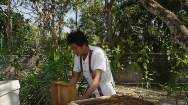 Μελισσοκόμος Στην Ασία Ανοίγει Ένα Κουτί Και Καπνίζει Οικολογία Έννοια — Αρχείο Βίντεο