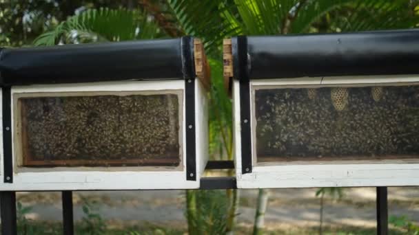 Выстрел Уходящий Двух Коробок Полных Пчел Производящих Мед Экологическая Концепция — стоковое видео
