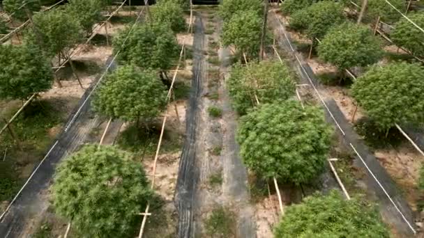 Colpo Commovente Vasi Con Marijuana Legale — Video Stock