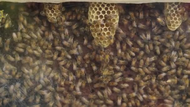 Nagy Méhrajok Mézet Termelnek Egy Dobozban Ökológia Koncepció — Stock videók