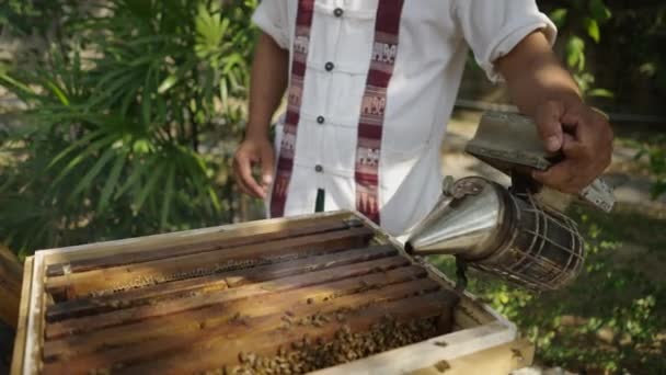Азиатский Мужчина Обливает Пчеловодческую Коробку Дымом Экологическая Концепция — стоковое видео