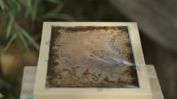 蜜蜂走在塑料屋顶上的盒子里 生态学概念 — 图库视频影像