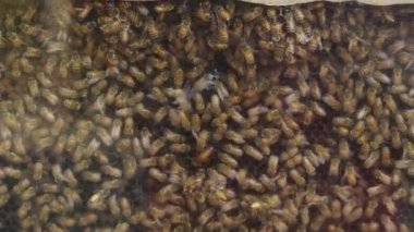 Bal üreten arı sürüsüne yakın ekoloji konsepti