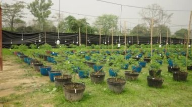 Ot bitkisi olan birçok çömleğin dönüşümlü planı - Yasal