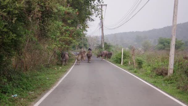 Grupo Bueyes Caminando Por Una Carretera Con Motocicletas Wanderer — Vídeo de stock