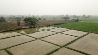Islak pirinç tarlalarının insansız hava aracı görüntüsü -