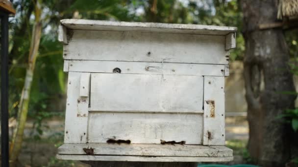 Shot Walking Away Box Bees Create Honey Ecology Concept — Stock Video