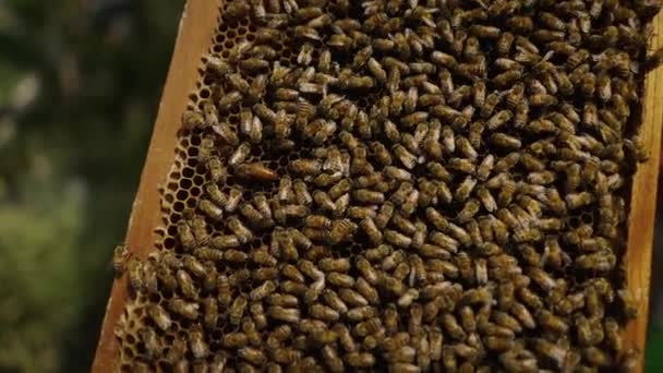 チェンマイの農場でミツバチがいっぱいの養蜂場の閉鎖 エコロジーのコンセプト — ストック動画
