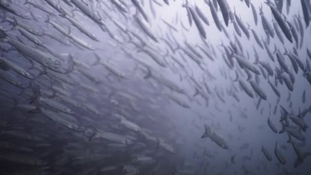 スローモーションで泳ぐバラクーダの多数 海洋生物 — ストック動画